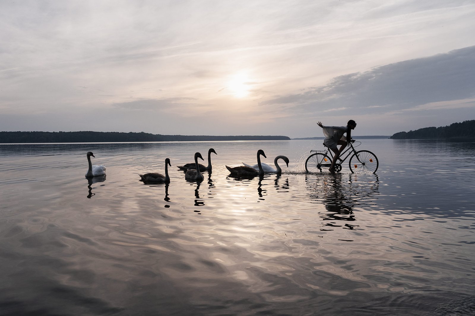 Dviratininkė su gulbėmis